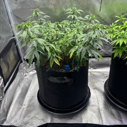 Blueberry Muffin growlog timeline photo