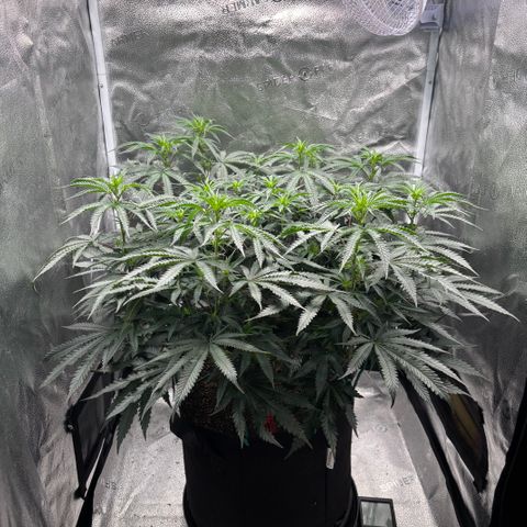 Chicken n’ Wafflez growlog timeline photo
