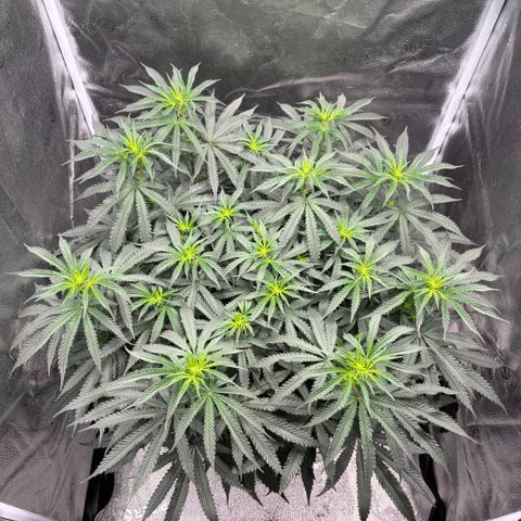 Chicken n’ Wafflez growlog timeline photo