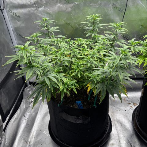 Blueberry Muffin growlog timeline photo