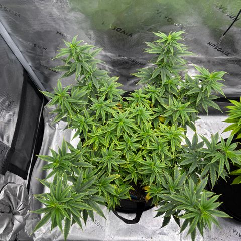 Blueberry Muffin growlog timeline photo