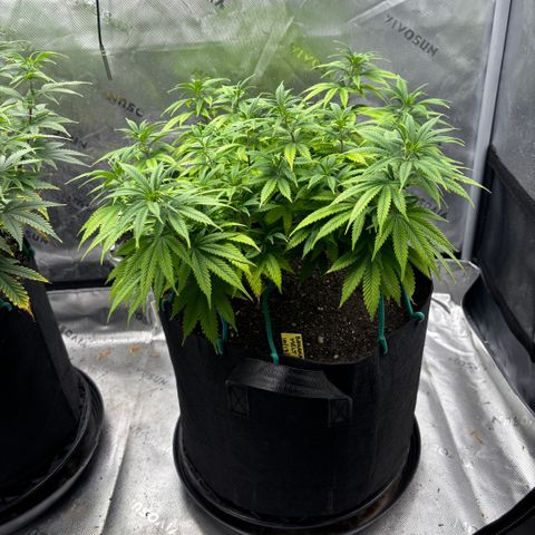 Banana Melt growlog timeline photo