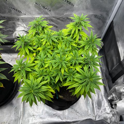 Banana Melt growlog timeline photo