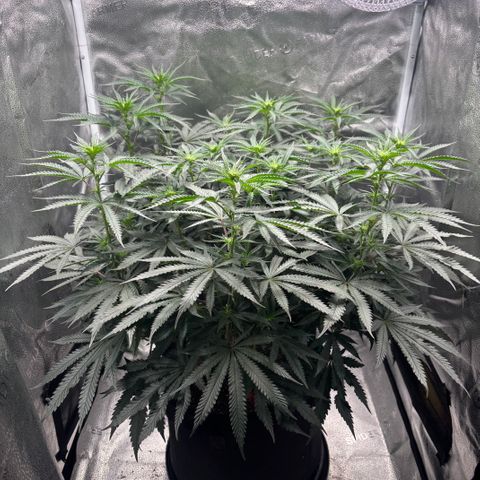 Chicken n’ Wafflez growlog timeline photo