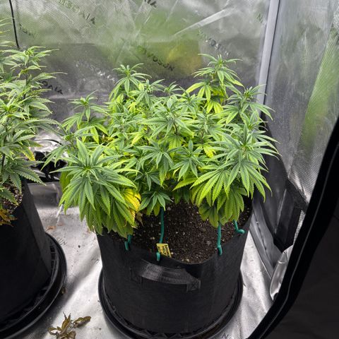 Banana Melt growlog timeline photo