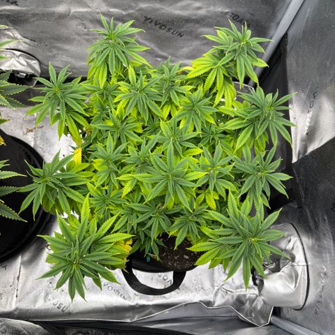 Banana Melt growlog timeline photo