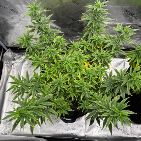 Blueberry Muffin growlog timeline photo
