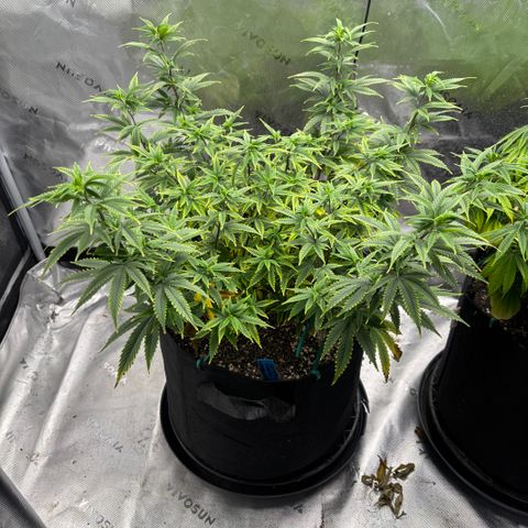 Blueberry Muffin growlog timeline photo