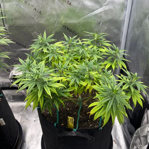 Banana Melt growlog timeline photo