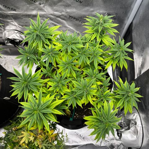 Banana Melt growlog timeline photo
