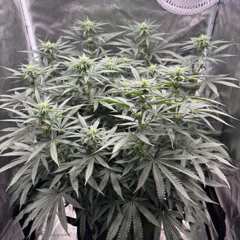 Chicken n’ Wafflez growlog timeline photo