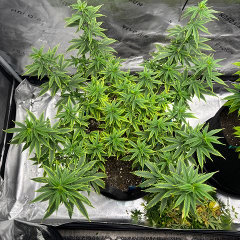 Blueberry Muffin growlog timeline photo
