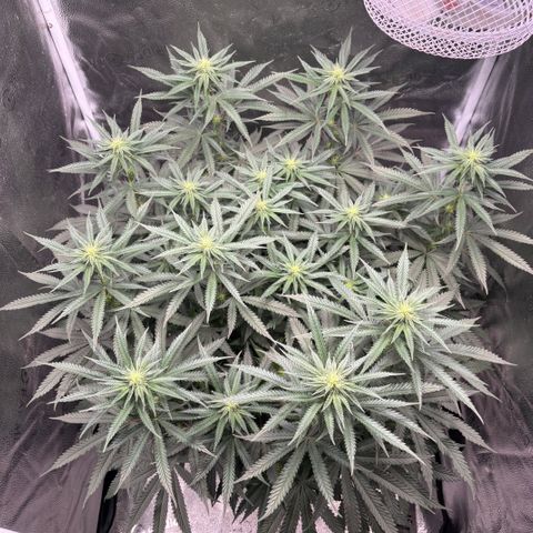 Chicken n’ Wafflez growlog timeline photo