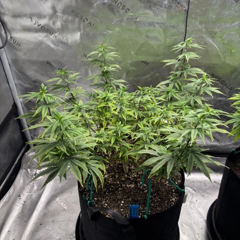 Blueberry Muffin growlog timeline photo