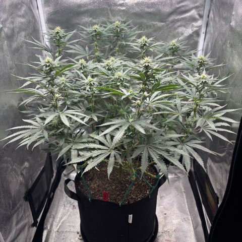 Chicken n’ Wafflez growlog timeline photo