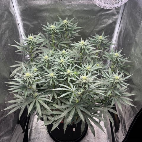 Chicken n’ Wafflez growlog timeline photo