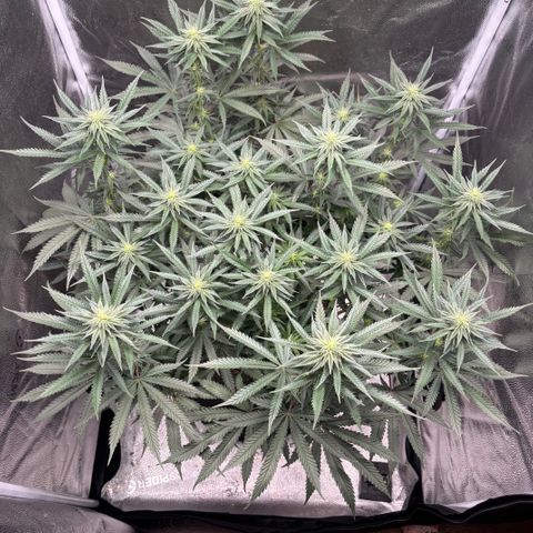 Chicken n’ Wafflez growlog timeline photo