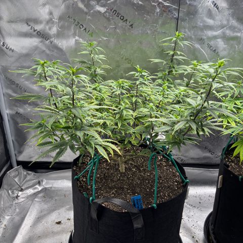 Blueberry Muffin growlog timeline photo