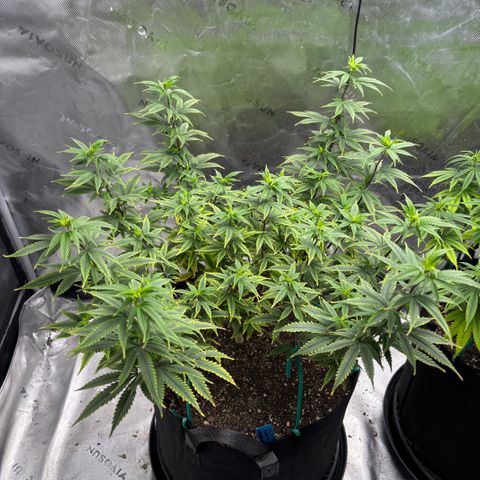 Blueberry Muffin growlog timeline photo