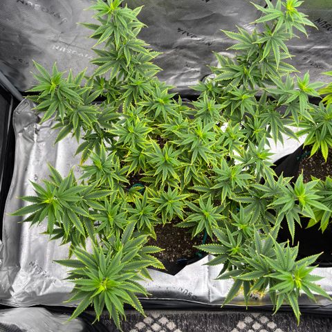 Blueberry Muffin growlog timeline photo