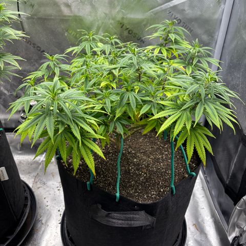 Banana Melt growlog timeline photo