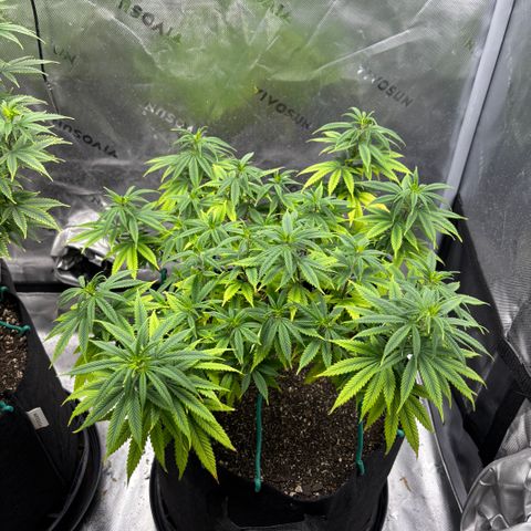 Banana Melt growlog timeline photo
