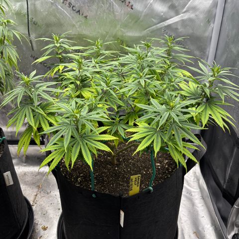 Banana Melt growlog timeline photo