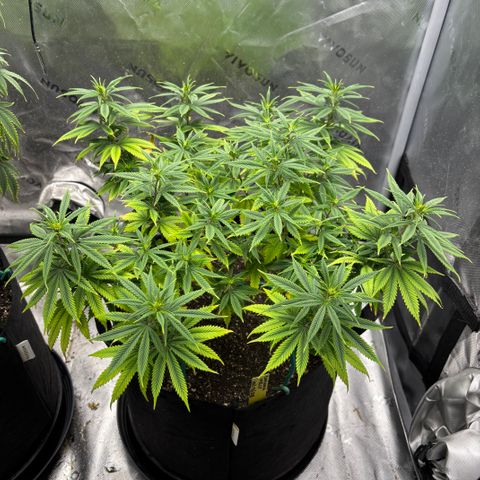 Banana Melt growlog timeline photo