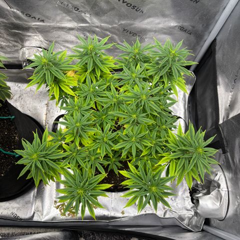 Banana Melt growlog timeline photo