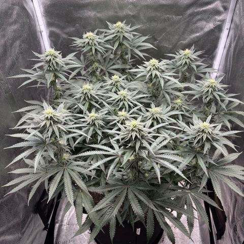 Chicken n’ Wafflez growlog timeline photo