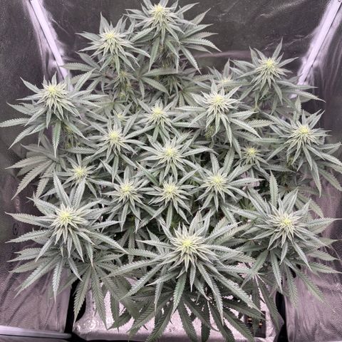 Chicken n’ Wafflez growlog timeline photo