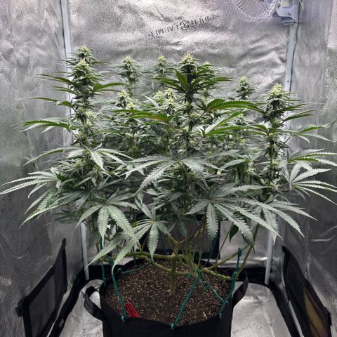 Chicken n’ Wafflez growlog timeline photo