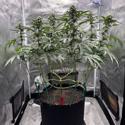 Chicken n’ Wafflez growlog timeline photo