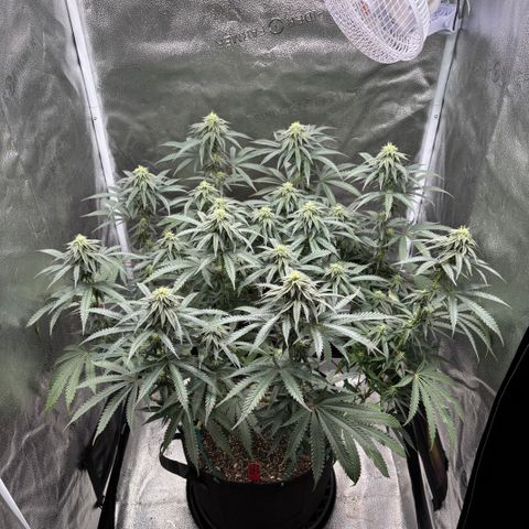 Chicken n’ Wafflez growlog timeline photo