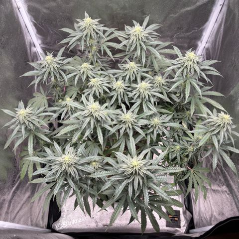 Chicken n’ Wafflez growlog timeline photo