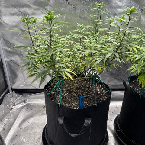Blueberry Muffin growlog timeline photo