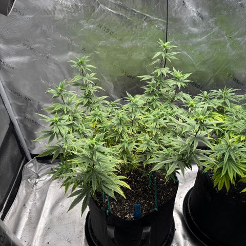 Blueberry Muffin growlog timeline photo