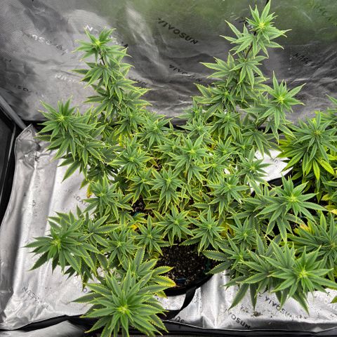 Blueberry Muffin growlog timeline photo