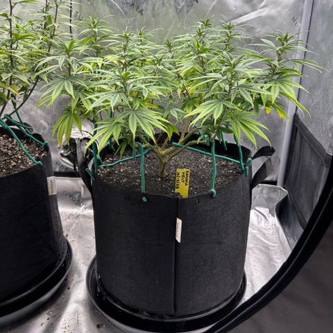 Banana Melt growlog timeline photo