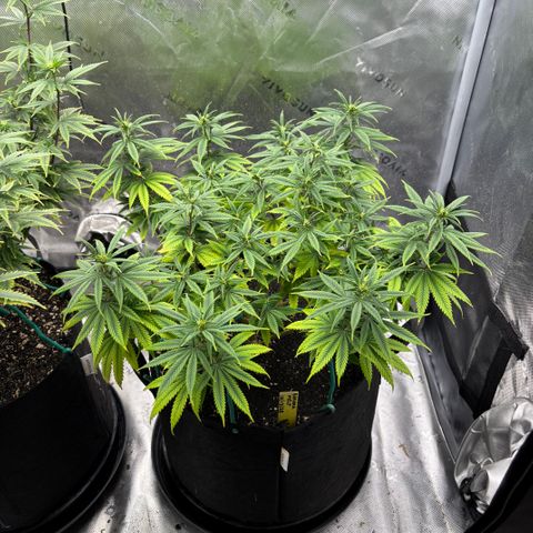 Banana Melt growlog timeline photo