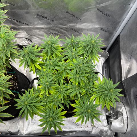 Banana Melt growlog timeline photo