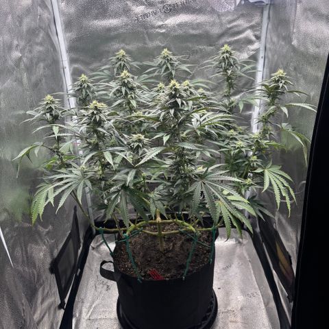 Chicken n’ Wafflez growlog timeline photo
