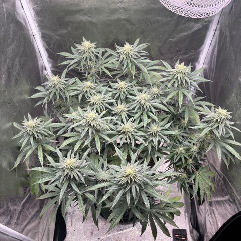 Chicken n’ Wafflez growlog timeline photo