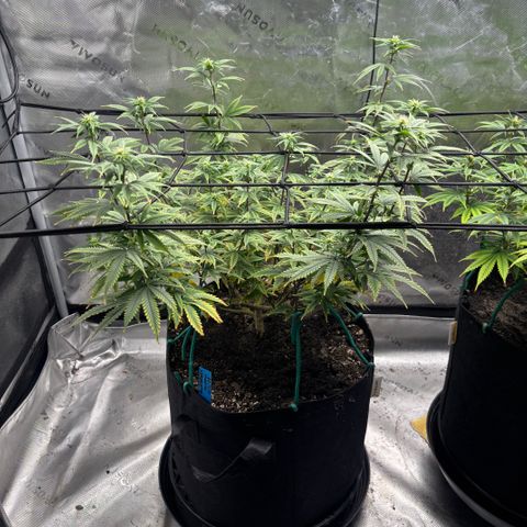 Blueberry Muffin growlog timeline photo
