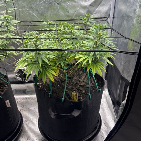Banana Melt growlog timeline photo