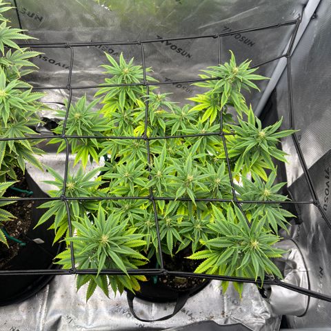 Banana Melt growlog timeline photo