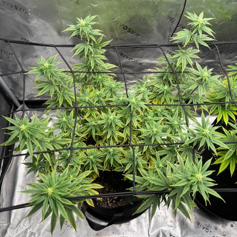 Blueberry Muffin growlog timeline photo