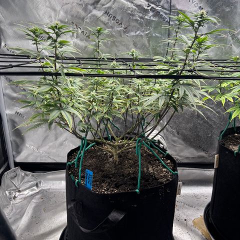 Blueberry Muffin growlog timeline photo