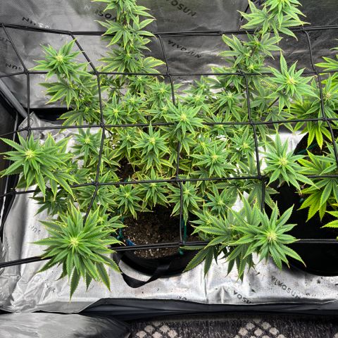 Blueberry Muffin growlog timeline photo