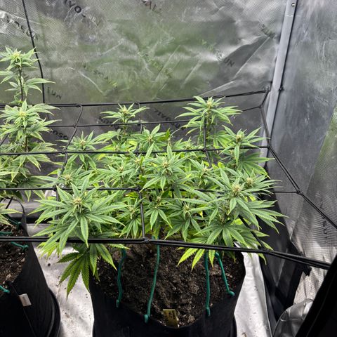 Banana Melt growlog timeline photo